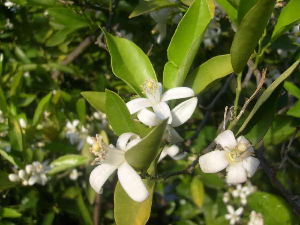 Orange blossoms. Orange blossoms